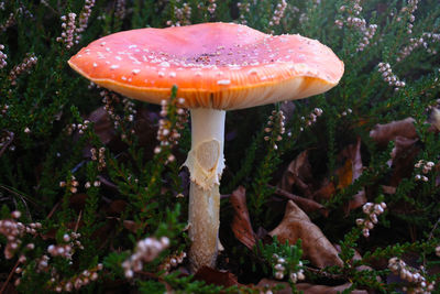 Close-up of mushroom growing on field