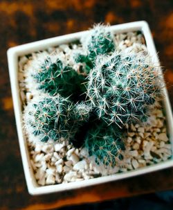 High angle view of succulent plant in pot