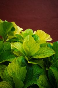 Close-up of fresh green leaves