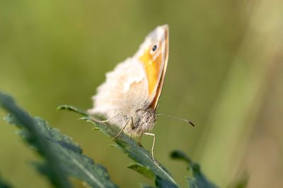 Close-up of butterfly on leaf
