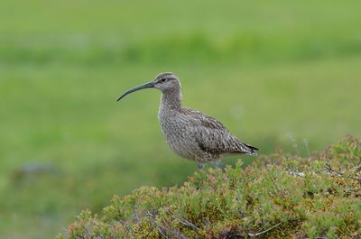 Close-up of bird perching on a land