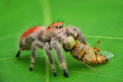 Close-up of spider