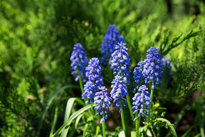 Muscari flowers. deep blue flowers on green natural background. sunny summer morning in garden.
