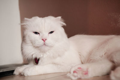 pet