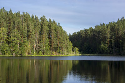 Scenic view of lake by trees in forest against sky