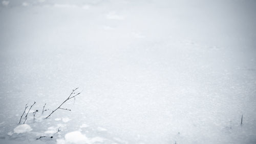 Low angle view of horse against sky during winter