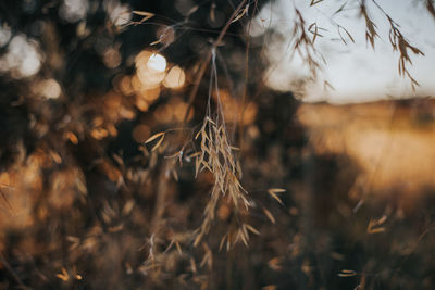 Close-up of wilted plant on field