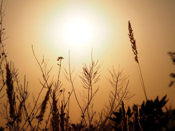 Close-up of plants growing on field against sky during sunset