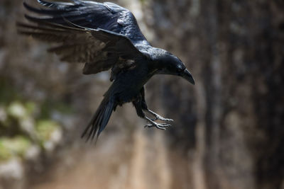 Close-up of bird flying