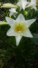 Close-up of white flower blooming outdoors