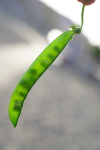 Close-up of fresh green leaf