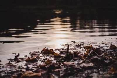 Close-up of leaves floating on lake during sunset