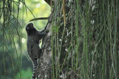 Monkey climbing on tree