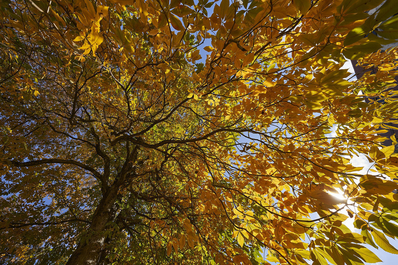 LOW ANGLE VIEW OF TREE AGAINST SKY