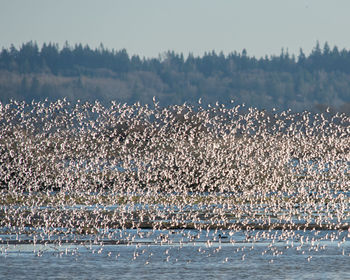 Birds flying over calm lake