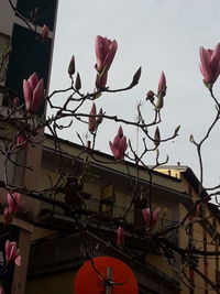 Low angle view of pink flowering plants against sky