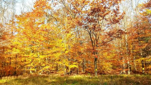 Maple tree in forest during autumn