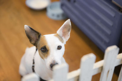 Portrait of white dog