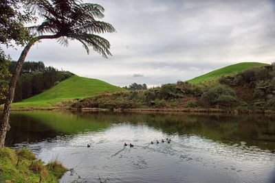 Reflection of birds in water