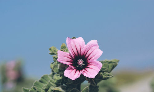 Close-up of pink flower blooming against clear sky
