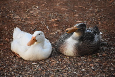 High angle view of ducks on field