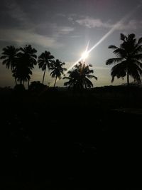 Palm trees at sunset