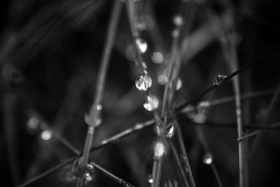 Close-up of water drops on leaf