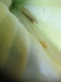 Close-up of food on table