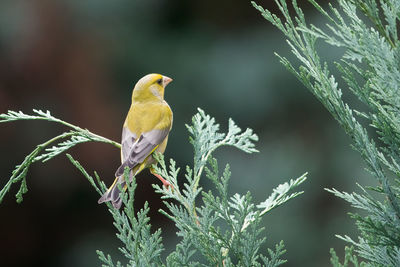 Close-up of bird perching on plant