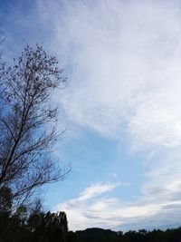 Low angle view of silhouette tree against sky