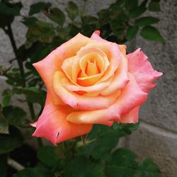 Close-up of red rose