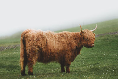 Highland cattle standing on landscape