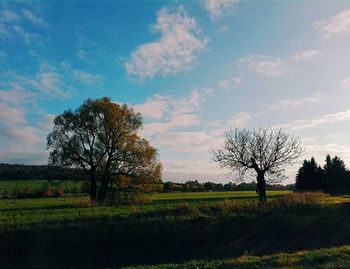 Trees on grassy field