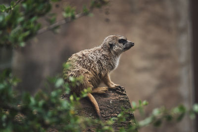 Meerkat sitting on a tree trunk in a zoo in germany