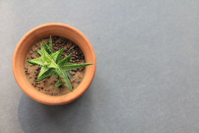 Directly above shot of potted plant on table