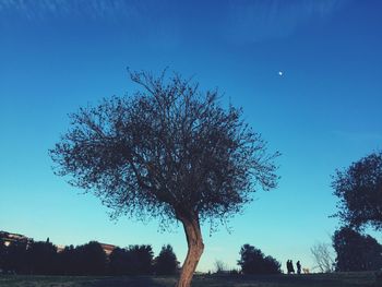 Low angle view of trees against clear blue sky