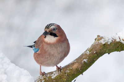 Jay in snow on a broken branch