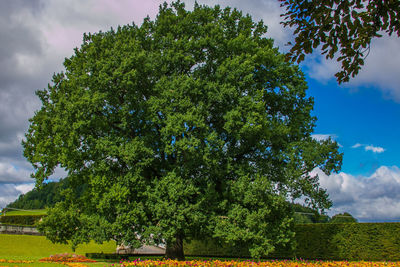 Trees on field against sky