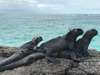 Iguanas on rock at sea shore against sky