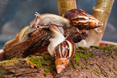 Close-up of crab on wood