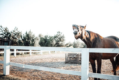 Horse standing in ranch against sky