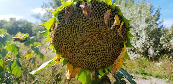 Close-up of sunflower