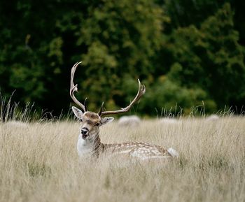 Deer standing on field