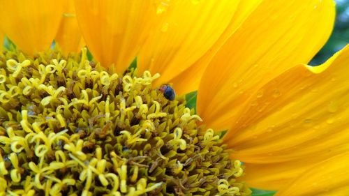 Close-up of insect on yellow flower