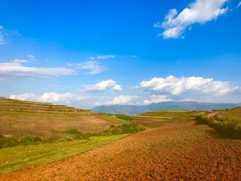 Scenic view of agricultural field against blue sky