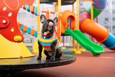 Close-up of brindle french bulldof dog on playground