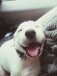 domestic animals