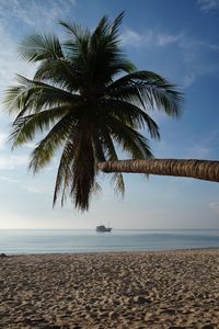 Palm trees on beach against sky