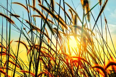 Close-up of stalks against sunset sky