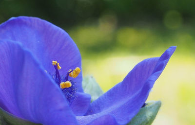 Close-up of insect on blue flower